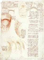 Anatomical Studies: Ribcage and Diaphragm